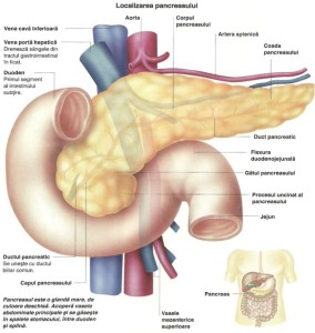 pancreas-localizare