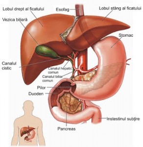 ficatul-bila-stomacul-pancreasul