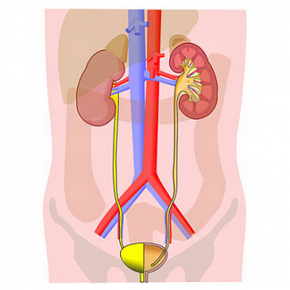 Suplimente nutritive - Aparat urinar, sistem renal