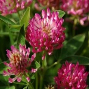 trifoi-rosu-trifolium-pratense-verde